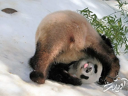 جدیدترین عکس های خنده دار،عکس های خنده دار حیوانات عکس های خنده دار از حیوانات, جدید ترین عکس های خنده دار